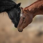 Thoroughbred Aftercare Alliance Announces Fifth Annual Calendar Photo Contest Winners