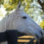 Thoroughbred Aftercare Alliance Grants $4.7 Million to 86 Accredited Organizations