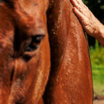 New Directors Elected to Thoroughbred Aftercare Alliance Board