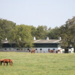 Thoroughbred Aftercare Alliance Announces New Strategic Plan
