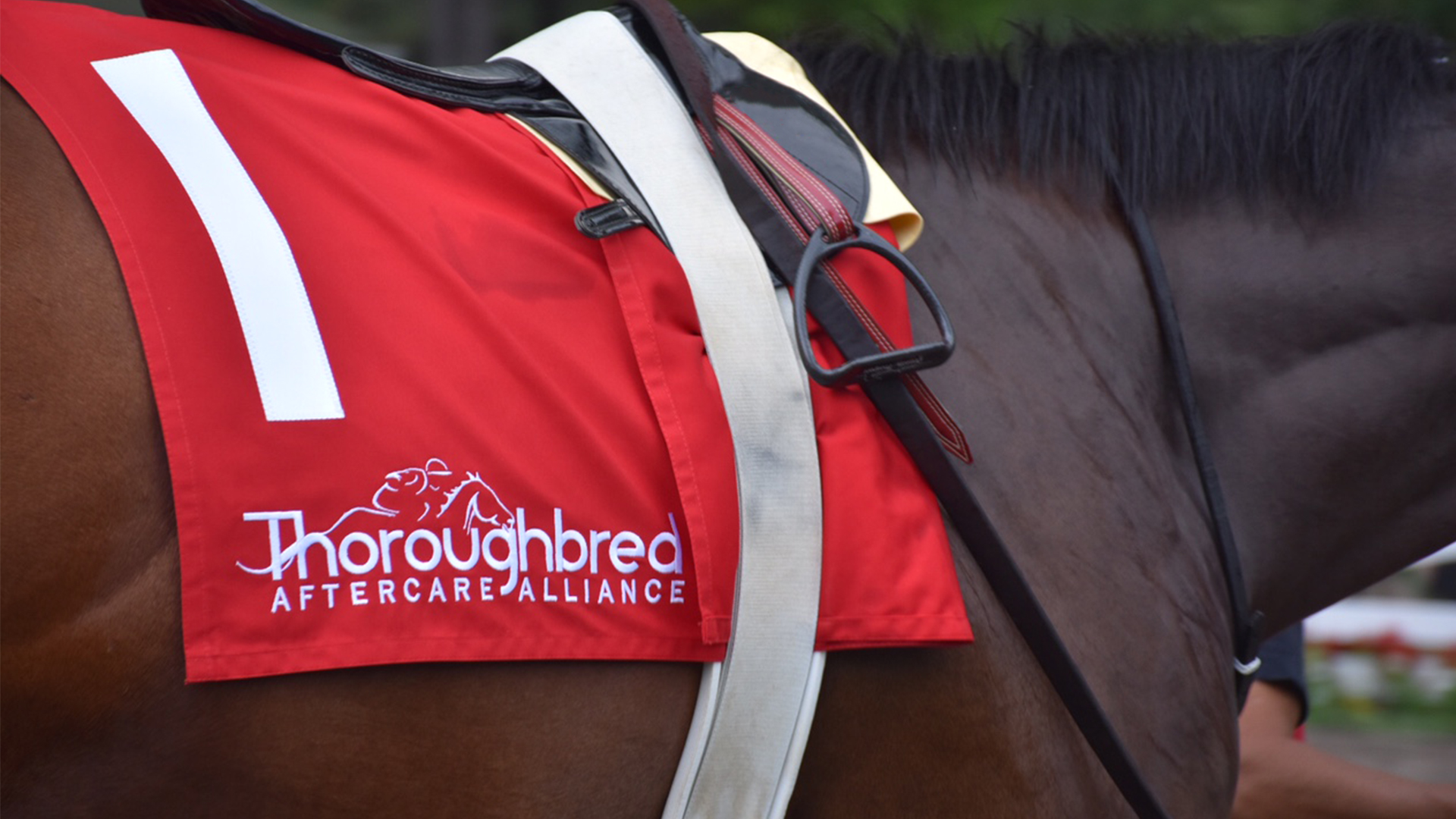 Thoroughbred Aftercare Alliance Honored with Race at Texas Champions Day