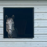 Finding Gleði: Joy, Healing, and New Beginnings for Nash and Reggie