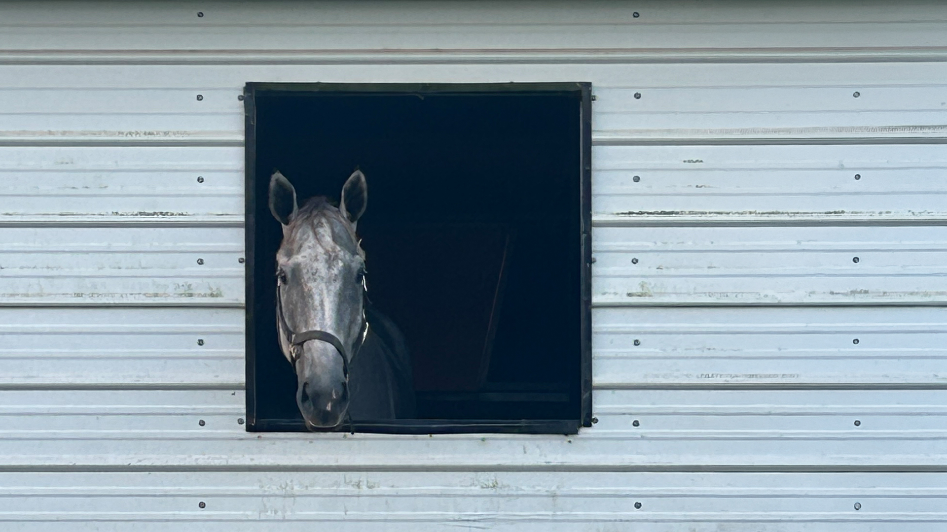 Finding Gleði: Joy, Healing, and New Beginnings for Nash and Reggie