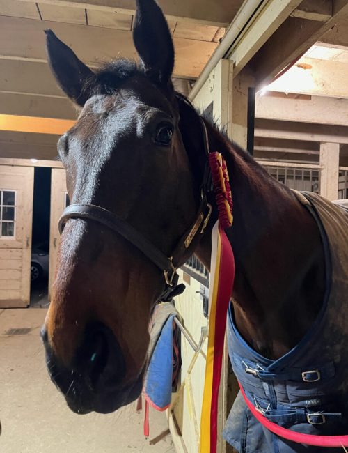 Cash Reserve champion series 2022 intro dressage Cash Reserve champion series 2022 intro dressage